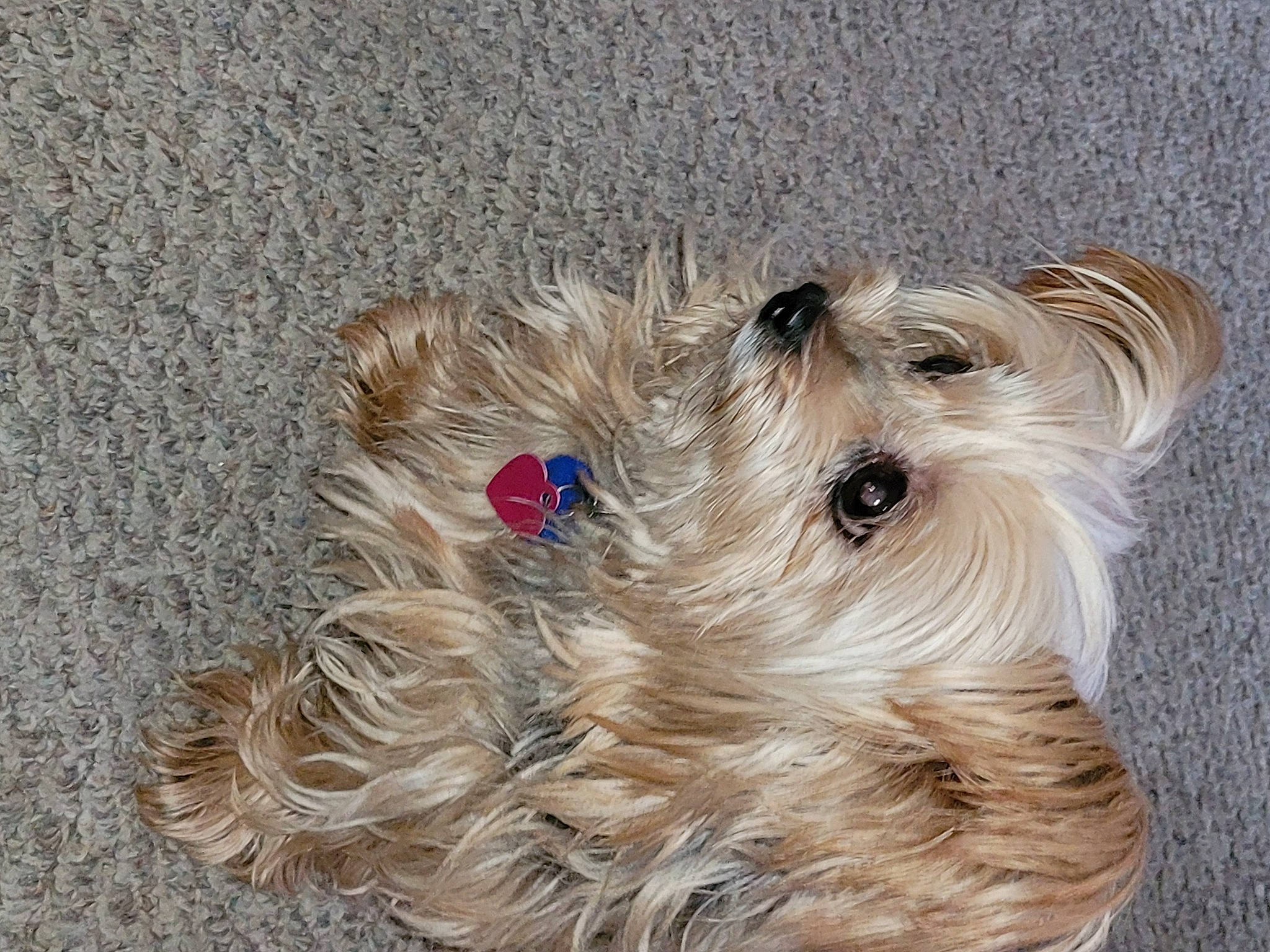 Layla joined the competition — help win amazing prizes! biewer_terrier, canidae, carnivore, companion_dog, dog, dog_breed, dog_supply, fashion_accessory, fawn, fur, liver, maltepoo, pet_supply, small_terrier, snout, sporting_group, terrier, toy, toy_dog, working_animal