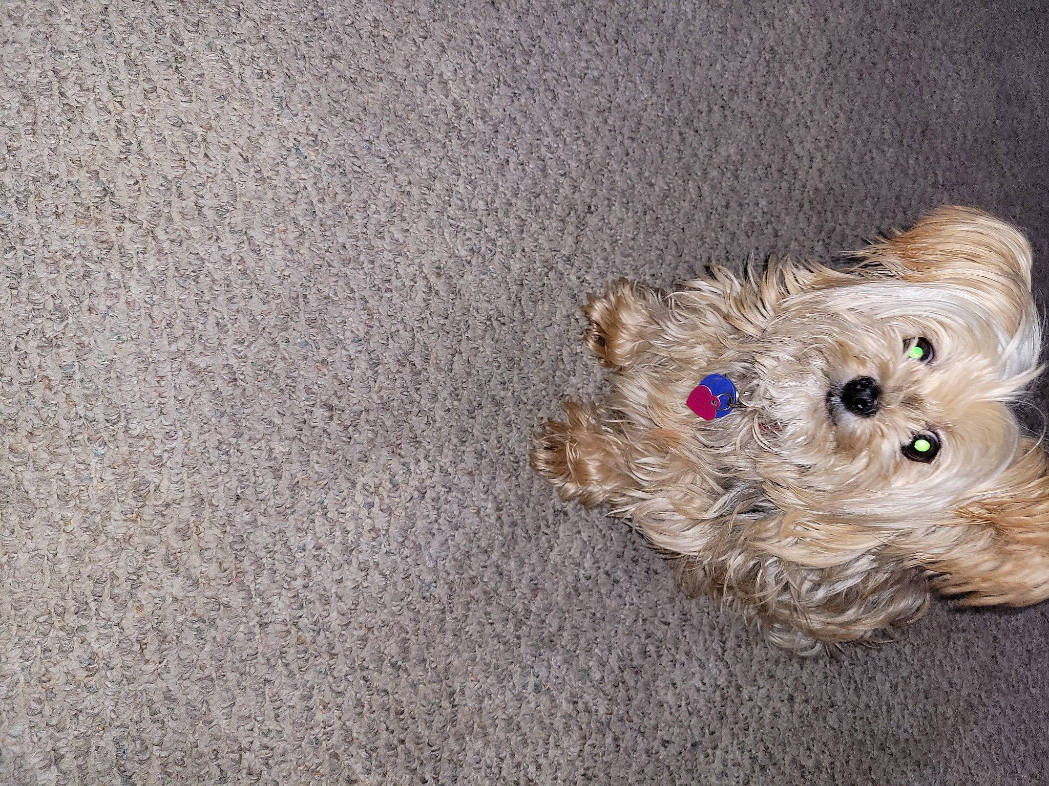 Layla joined the competition — help win amazing prizes! asphalt, canidae, carnivore, companion_dog, dog, dog_breed, dog_clothes, dog_supply, fashion_accessory, fawn, fur, pattern, road_surface, small_terrier, sporting_group, stuffed_toy, toy, toy_dog, wood, working_animal