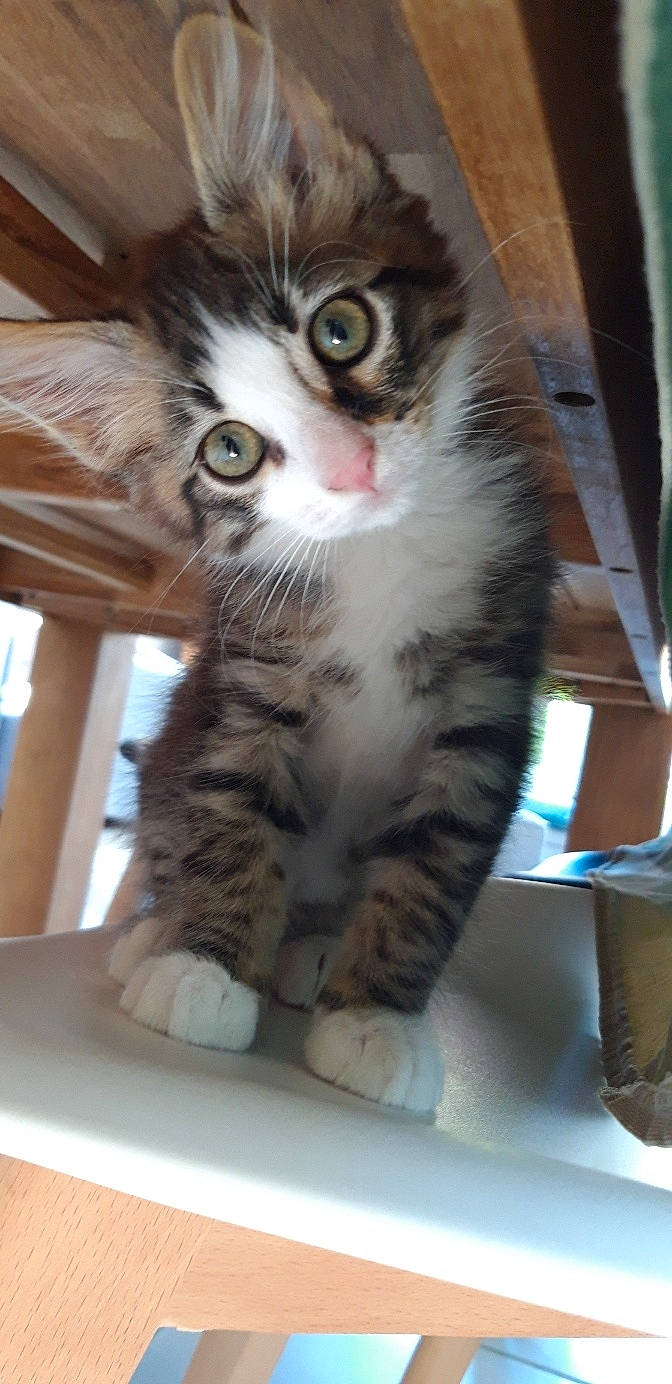 Tchoupi a rejoint le concours — aidez-le/la à gagner de superbes lots ! carnivore, cat, claw, domestic_short_haired_cat, eye, felidae, fur, paw, publication, small_to_medium_sized_cats, snout, tail, whiskers