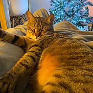 Paco a rejoint le concours — aidez-le/la à gagner de superbes lots ! cat, tabby, sleeping, blanket, indoor, christmas_tree, decorations, ornaments, lights, furniture, chair, wood, cozy, relaxing, holiday, festive, warm, soft, pet, domestic_animal
