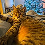 cat, tabby, sleeping, blanket, indoor, christmas_tree, decorations, ornaments, lights, furniture, chair, wood, cozy, relaxing, holiday, festive, warm, soft, pet, domestic_animal