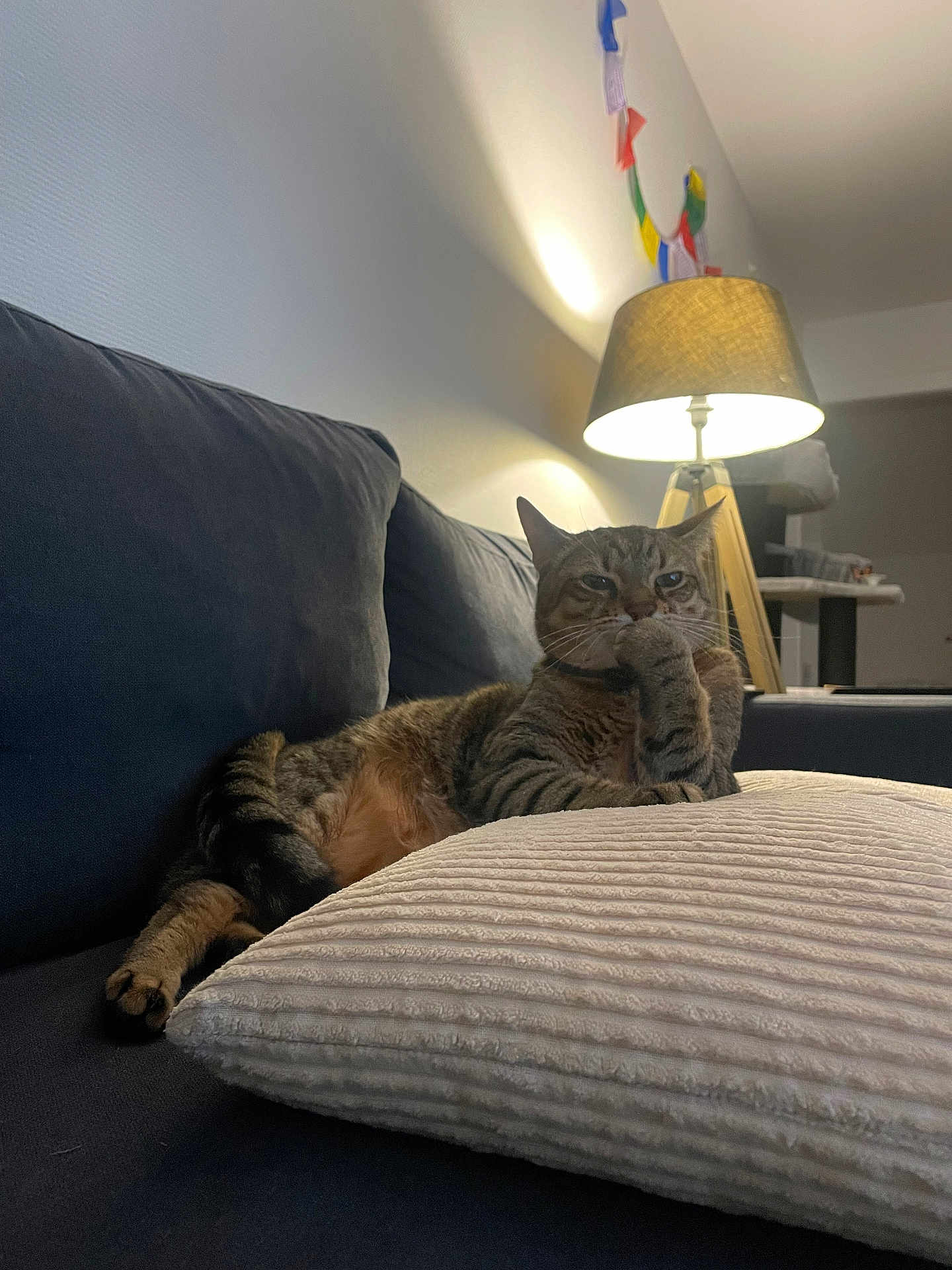 Paco a rejoint le concours — aidez-le/la à gagner de superbes lots ! cat, tabby, couch, pillow, lamp, indoor, pet, furniture, relaxing, cozy, striped, paw, resting, home, living_room, decorations, contemplative, animal, cute, domestic