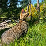 Paco a rejoint le concours — aidez-le/la à gagner de superbes lots ! cat, tabby_cat, grass, outdoor, nature, sunlight, greenery, flowers, yellow_flowers, tree, pine_tree, blue_sky, animal, pet, fur, whiskers, collar, sitting, profile, serene
