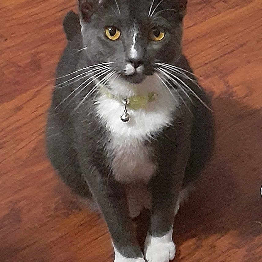 Max joined the competition — help win amazing prizes! alert, animal, bell, cat, collar, curious, cute, domestic_cat, feline, front_view, gray_cat, indoor, pet, portrait, sitting, whiskers, white_paws, wooden_floor, yellow_eyes, young_cat