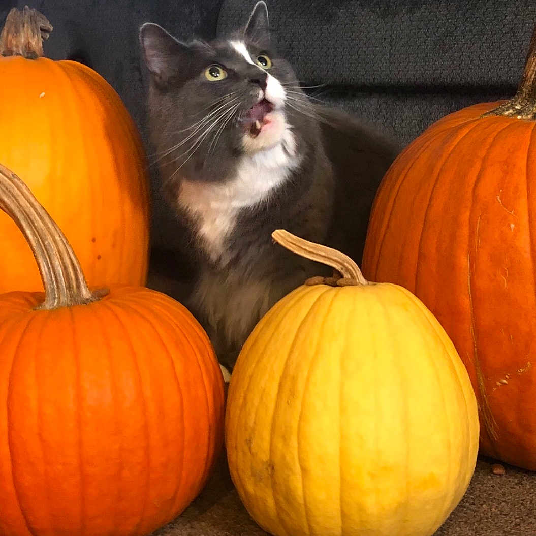 Nixon is registered to the contest to win money with this photo: black, calabaza, cat, creative_arts, cucurbita, facial_expression, food, gas, gourd, local_food, natural_foods, nature, orange, plant, pumpkin, squash, staple_food, vegetable, whole_food, winter_squash