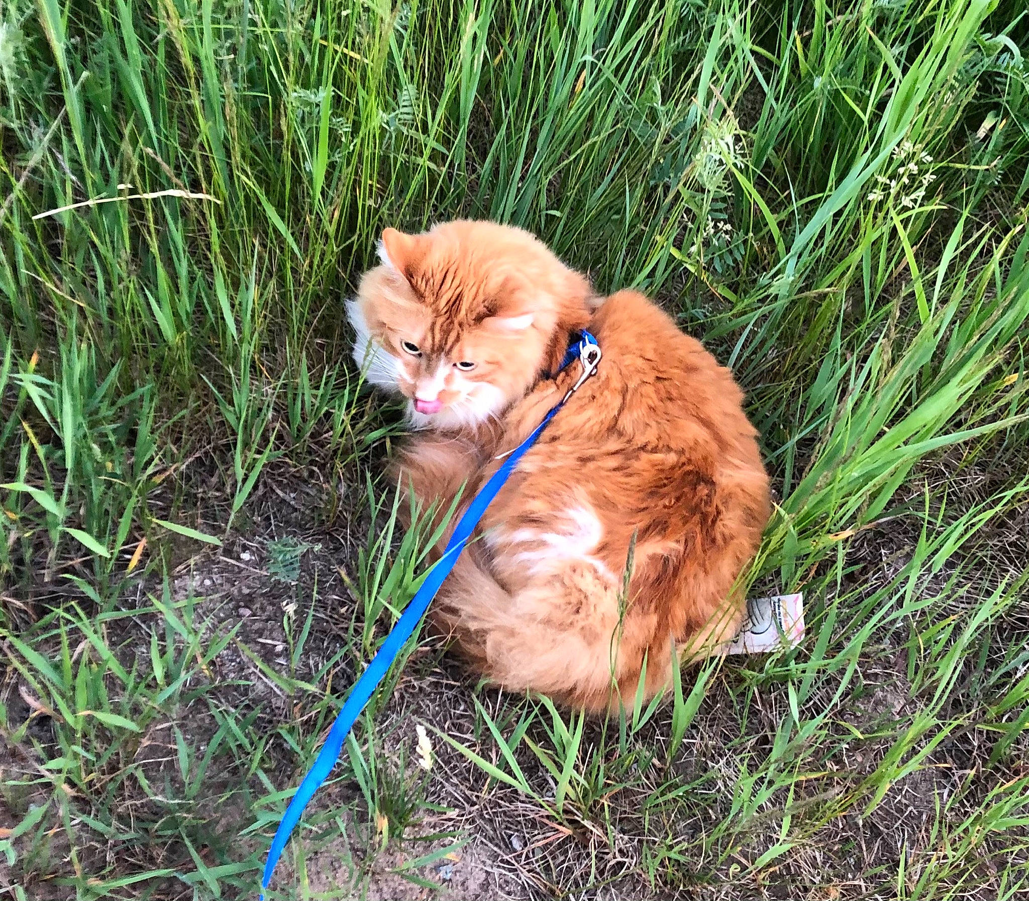 Lincoln is registered to the contest to win money with this photo: carnivore, cat, domestic_short_haired_cat, electric_blue, eye, fawn, felidae, fur, grass, grass_family, grassland, groundcover, iris, plant, small_to_medium_sized_cats, snout, tail, terrestrial_animal, whiskers, wildlife