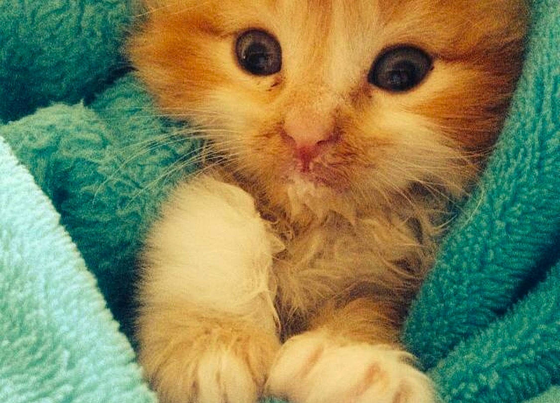 Lincoln is registered to the contest to win money with this photo: carnivore, cat, claw, close_up, comfort, domestic_short_haired_cat, electric_blue, fawn, felidae, fur, paw, photography, plant, small_to_medium_sized_cats, snout, tail, whiskers