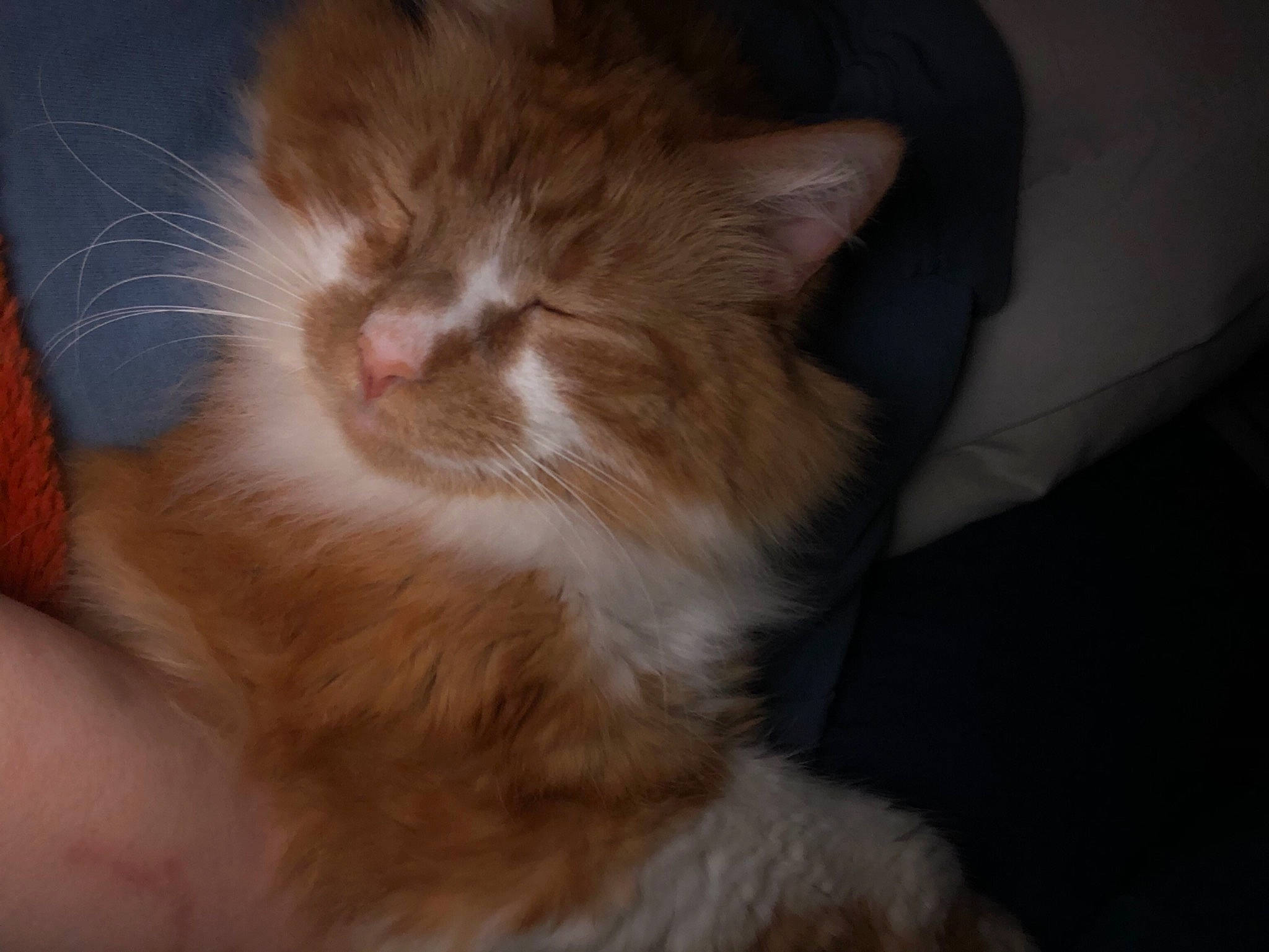 Lincoln is registered to the contest to win money with this photo: carnivore, cat, claw, comfort, domestic_short_haired_cat, ear, fawn, felidae, flooring, fur, paw, small_to_medium_sized_cats, snout, tail, whiskers, wood