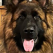 Urko participe au concours pour gagner de l'argent avec cette photo : animal, canine, dog, germanshepherd, pet, policedog, snout