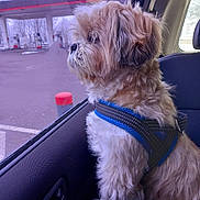 Lucky participe au concours pour gagner de l'argent avec cette photo : animal, blue_harness, car, car_seat, dog, fluffy, fur, gas_station, harness, long_hair, outdoor, pet, portrait, road, shih_tzu, sitting, small_dog, travel, vehicle_interior, window