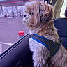 animal, blue_harness, car, car_seat, dog, fluffy, fur, gas_station, harness, long_hair, outdoor, pet, portrait, road, shih_tzu, sitting, small_dog, travel, vehicle_interior, window