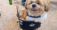 Lucky a rejoint le concours — aidez-le/la à gagner de superbes lots ! animal, bicycle, bike_basket, brown_and_white, daylight, dog, fluffy, handlebars, happy, harness, leash, open_mouth, outdoor, pavement, pet, riding, shaggy, small_dog, tongue, transportation