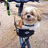animal, bicycle, bike_basket, brown_and_white, daylight, dog, fluffy, handlebars, happy, harness, leash, open_mouth, outdoor, pavement, pet, riding, shaggy, small_dog, tongue, transportation