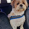 Lucky a rejoint le concours — aidez-le/la à gagner de superbes lots ! back_seat, blue_harness, car, car_interior, companion_animal, cute, dog, fluffy, fur, harness, indoor, leather_seats, looking_at_camera, no_entry_sign, pet, portrait, road_trip, shih_tzu, sitting, small_dog