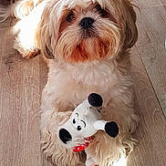 Lucky a rejoint le concours — aidez-le/la à gagner de superbes lots ! dog, shih_tzu, toy, plush_toy, wooden_floor, pet, fur, cute, portrait, looking_up, nose, eyes, paws, indoor, sunlight, shadow, sitting, close_up, playful, adorable