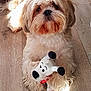 dog, shih_tzu, toy, plush_toy, wooden_floor, pet, fur, cute, portrait, looking_up, nose, eyes, paws, indoor, sunlight, shadow, sitting, close_up, playful, adorable