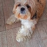 Lucky a rejoint le concours — aidez-le/la à gagner de superbes lots ! animal, brown_and_white, collar, companion_animal, cute, dog, floor, fluffy, groomed, indoors, leash, long_hair, looking_at_camera, lying_down, pet, photography, portrait, shih_tzu, small_dog, wooden_floor