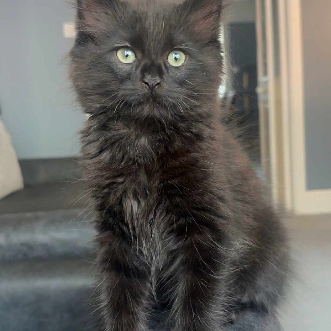 Remi joined the competition — help win amazing prizes! animal, black_cat, cat, closeup, curious, cute, domestic_cat, eyes, feline, fluffy, furry, house, indoor, kitten, pet, portrait, sitting, soft_fur, whiskers, young
