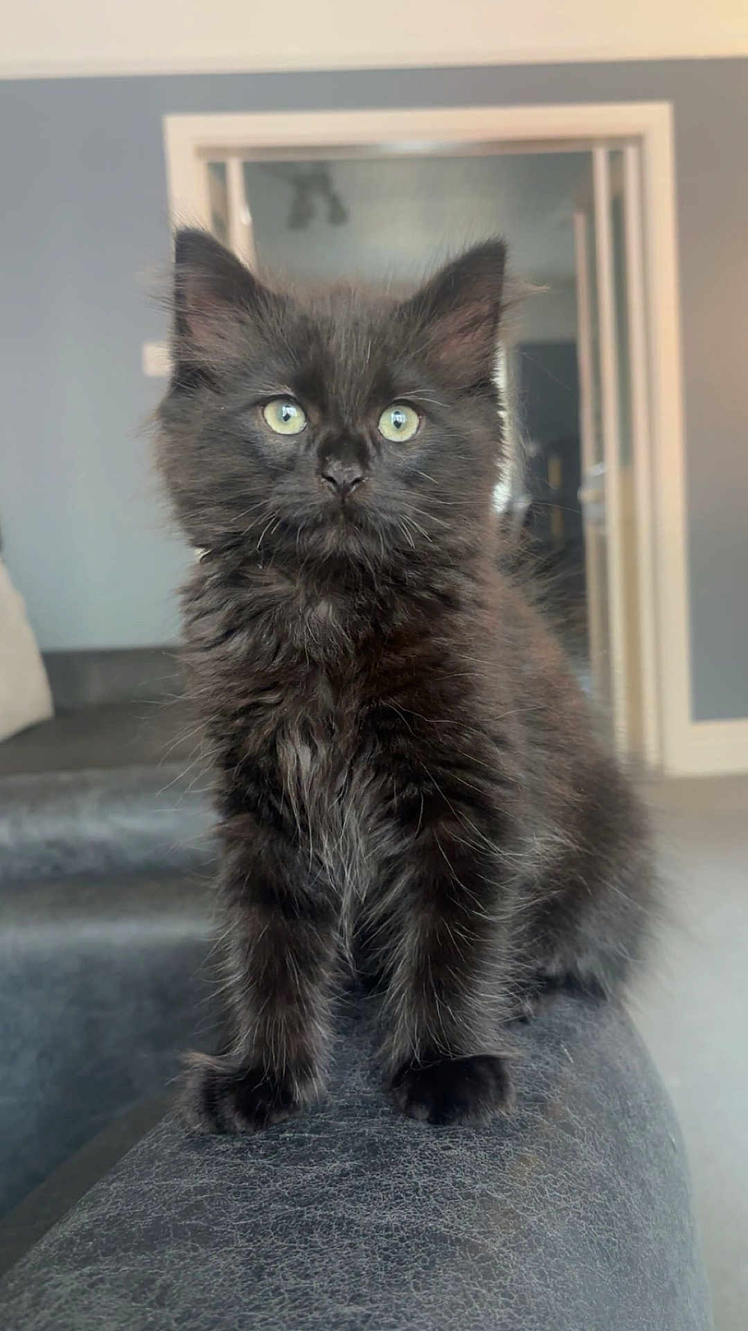 Remi joined the competition — help win amazing prizes! kitten, cat, black_cat, fluffy, pet, animal, indoor, feline, curious, young, sitting, closeup, portrait, whiskers, cute, domestic_cat, furry, eyes, soft_fur, house
