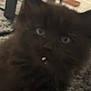 Remi is registered to the contest to win money with this photo: kitten, cat, fluffy, close_up, indoor, carpet, floor, furniture, curious, pet, animal, young, dark_fur, whiskers, ears, eyes, mouth, crumb, blur, soft