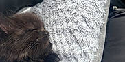 Remi joined the competition — help win amazing prizes! kitten, black_cat, sleeping, fluffy, soft_texture, blanket, cozy, pet, animal, close_up, indoor, resting, cute, furry, young_cat, paw, fur, relaxing, calm, comfort