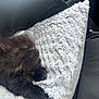 kitten, black_cat, sleeping, fluffy, soft_texture, blanket, cozy, pet, animal, close_up, indoor, resting, cute, furry, young_cat, paw, fur, relaxing, calm, comfort