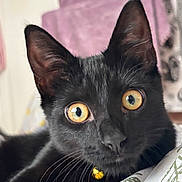 Marmite joined the competition — help win amazing prizes! black_cat, cat, pet, animal, close_up, yellow_eyes, whiskers, collar, bell, indoor, feline, fur, cute, curious, resting, blanket, pattern, soft_focus, domestic_cat, portrait