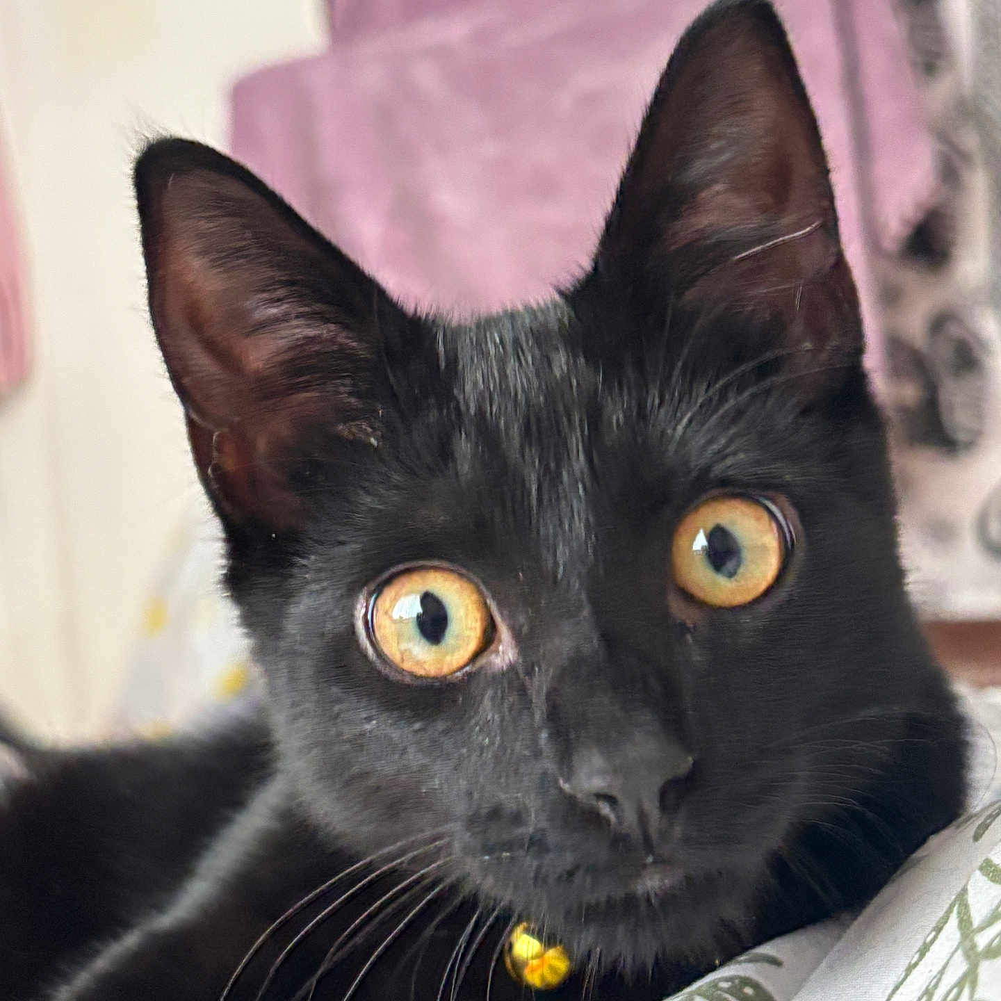 Marmite