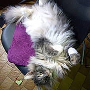 Pilou participe au concours pour gagner de l'argent avec cette photo : animal, cat, chair, cozy, cute, domestic, fluffy, fur, gray, home, indoor, paws, pet, purple_towel, relaxed, resting, tile_floor, upside_down, whiskers, white