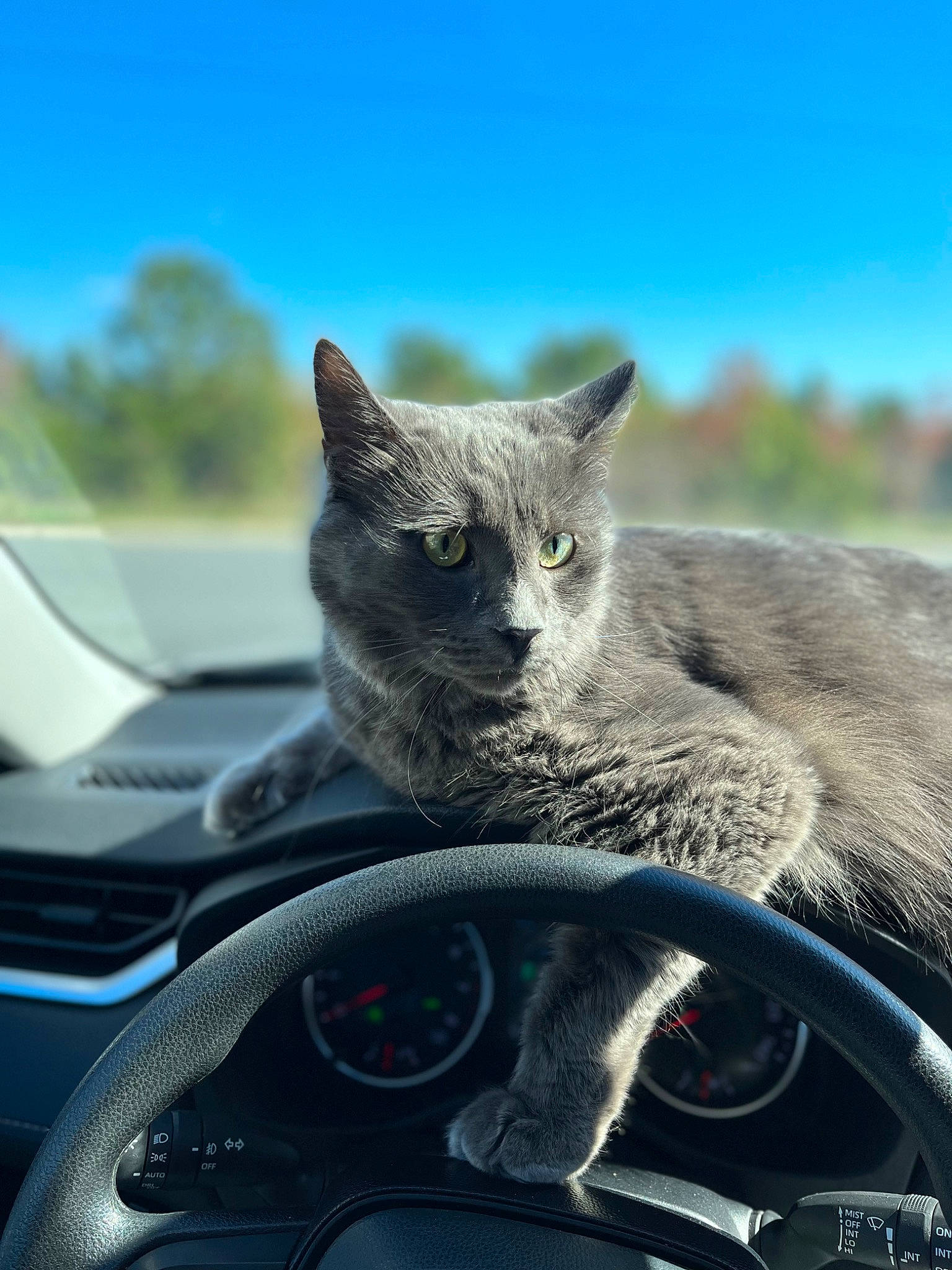 Joy joined the competition — help win amazing prizes! auto_part, automotive_design, automotive_mirror, automotive_tire, carnivore, cat, comfort, felidae, grey, mammal, motor_vehicle, russian_blue, sky, small_to_medium_sized_cats, snout, steering_wheel, vehicle, vertebrate, whiskers, windshield