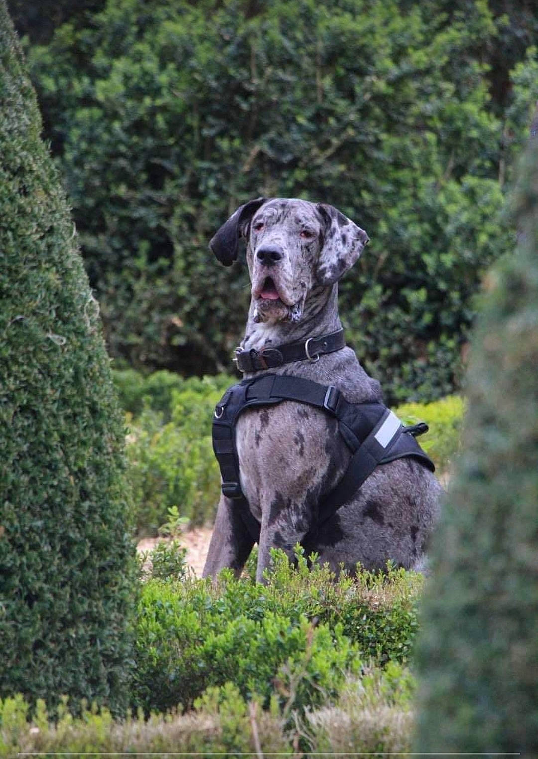 Plume a rejoint le concours — aidez-le/la à gagner de superbes lots ! braque_francais, canidae, carnivore, companion_dog, dog, dog_breed, dog_collar, fawn, garden, grass, groundcover, gun_dog, plant, pointing_breed, shrub, sporting_group, tail, tree, wildlife, working_animal