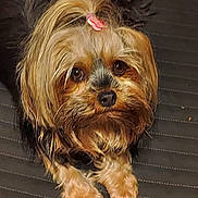 Rose a rejoint le concours — aidez-le/la à gagner de superbes lots ! dog, pet, small_dog, fluffy, fur, hair_tie, cute, lying_down, brown_fur, black_fur, face, eyes, nose, paws, indoor, close_up, adorable, animal, companion, domestic