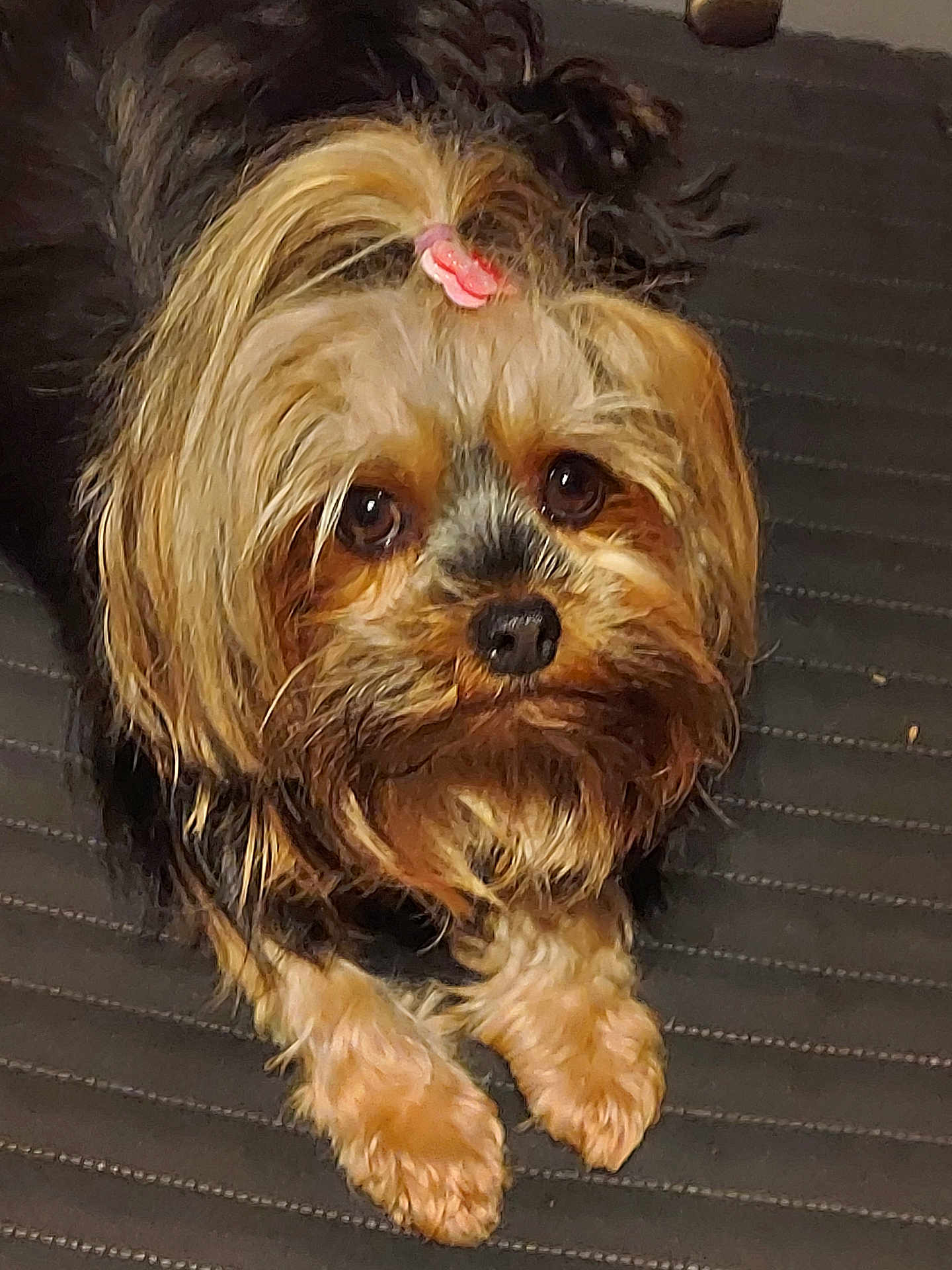 Rose a rejoint le concours — aidez-le/la à gagner de superbes lots ! dog, pet, small_dog, fluffy, fur, hair_tie, cute, lying_down, brown_fur, black_fur, face, eyes, nose, paws, indoor, close_up, adorable, animal, companion, domestic