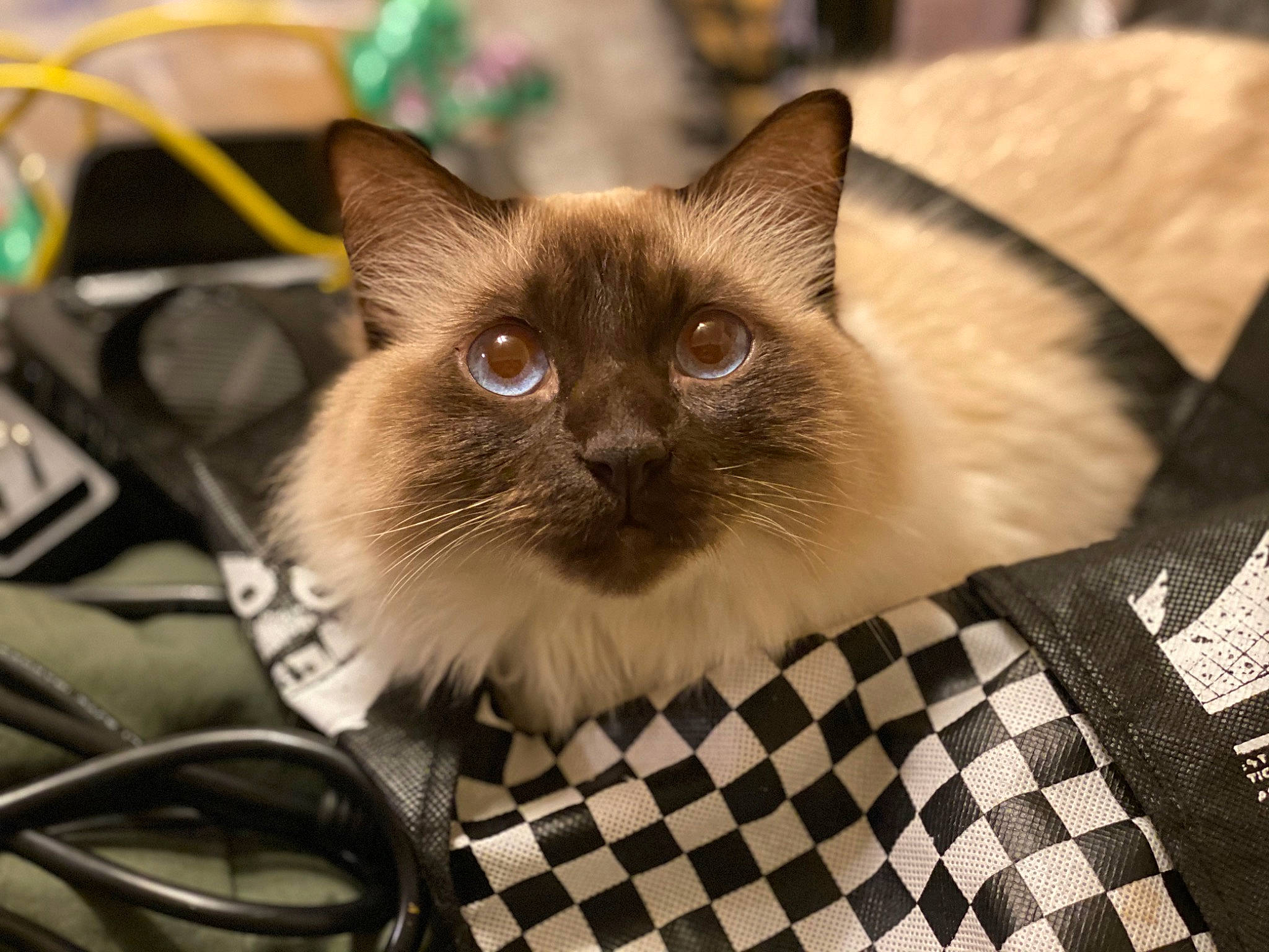 Frisco joined the competition — help win amazing prizes! balinese, birman, carnivore, cat, fawn, felidae, flooring, fur, iris, pattern, siamese, small_to_medium_sized_cats, snout, terrestrial_animal, thai, whiskers