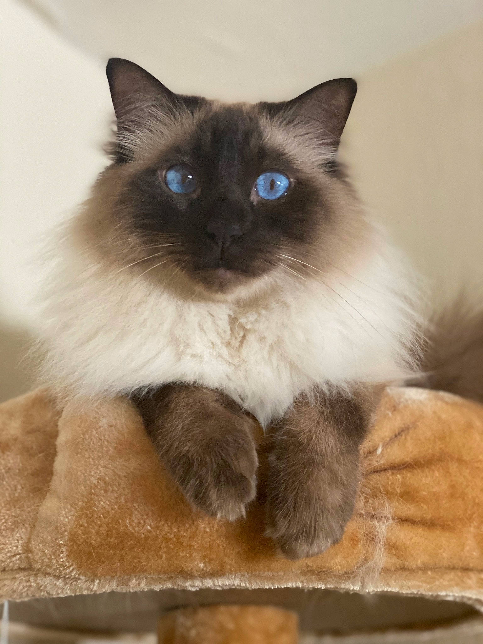 Frisco joined the competition — help win amazing prizes! birman, carnivore, cat, electric_blue, fawn, felidae, fur, natural_material, siamese, small_to_medium_sized_cats, snout, terrestrial_animal, whiskers