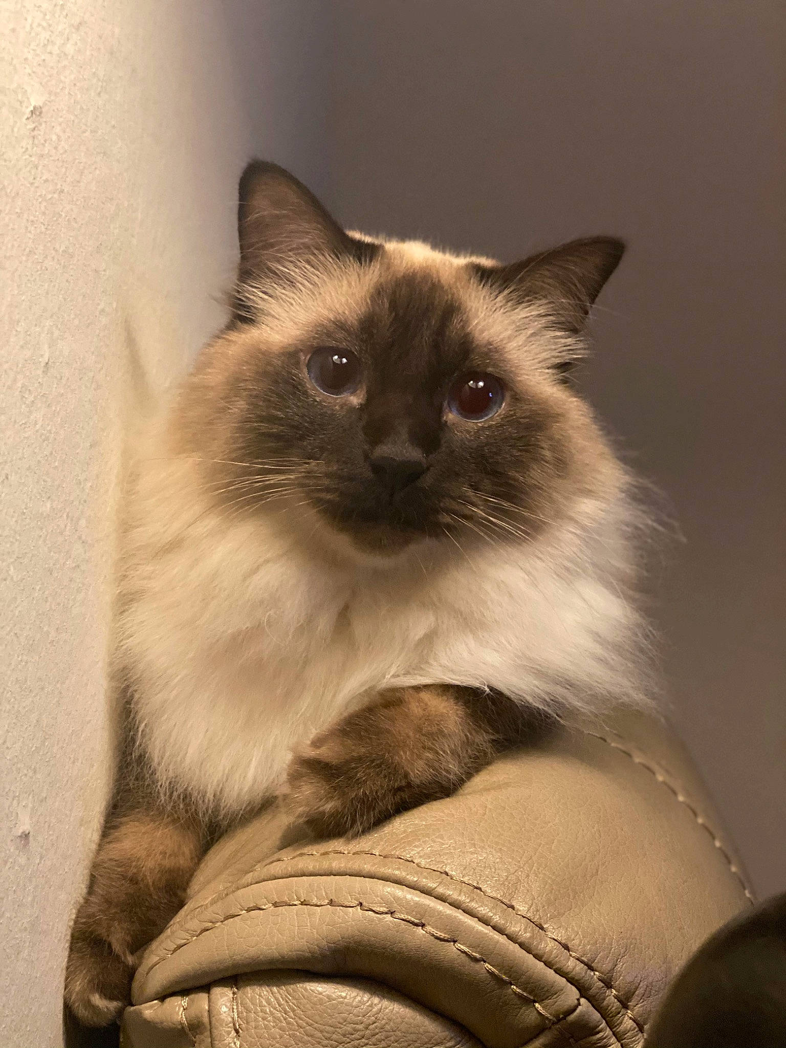 Frisco is registered to the contest to win money with this photo: balinese, birman, carnivore, cat, fawn, felidae, fur, iris, ragdoll, siamese, small_to_medium_sized_cats, snout, terrestrial_animal, thai, whiskers