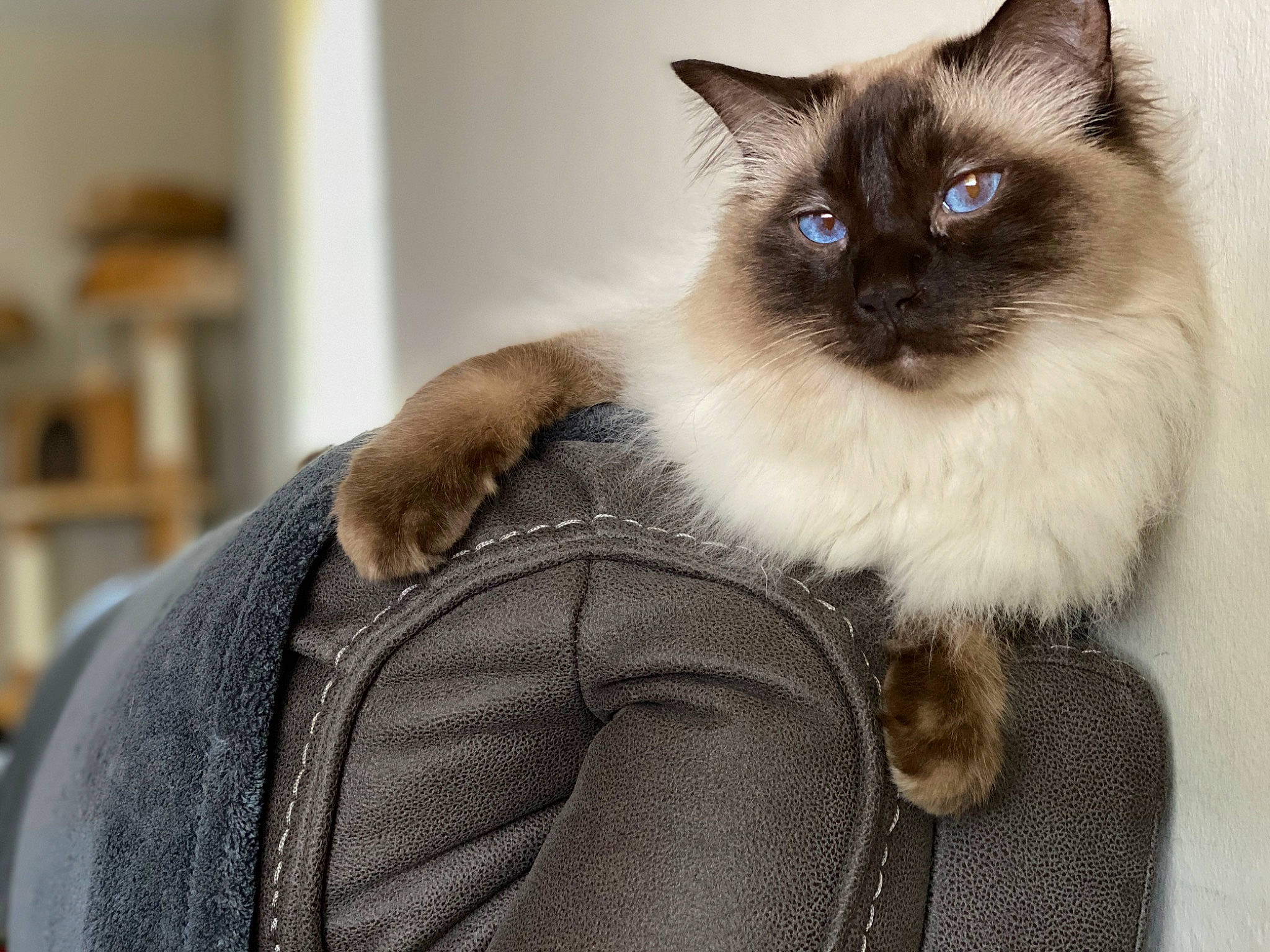 Frisco joined the competition — help win amazing prizes! balinese, birman, carnivore, cat, comfort, eye, fawn, felidae, formal_wear, fur, iris, ragdoll, siamese, sitting, sleeve, small_to_medium_sized_cats, snout, tail, thai, whiskers