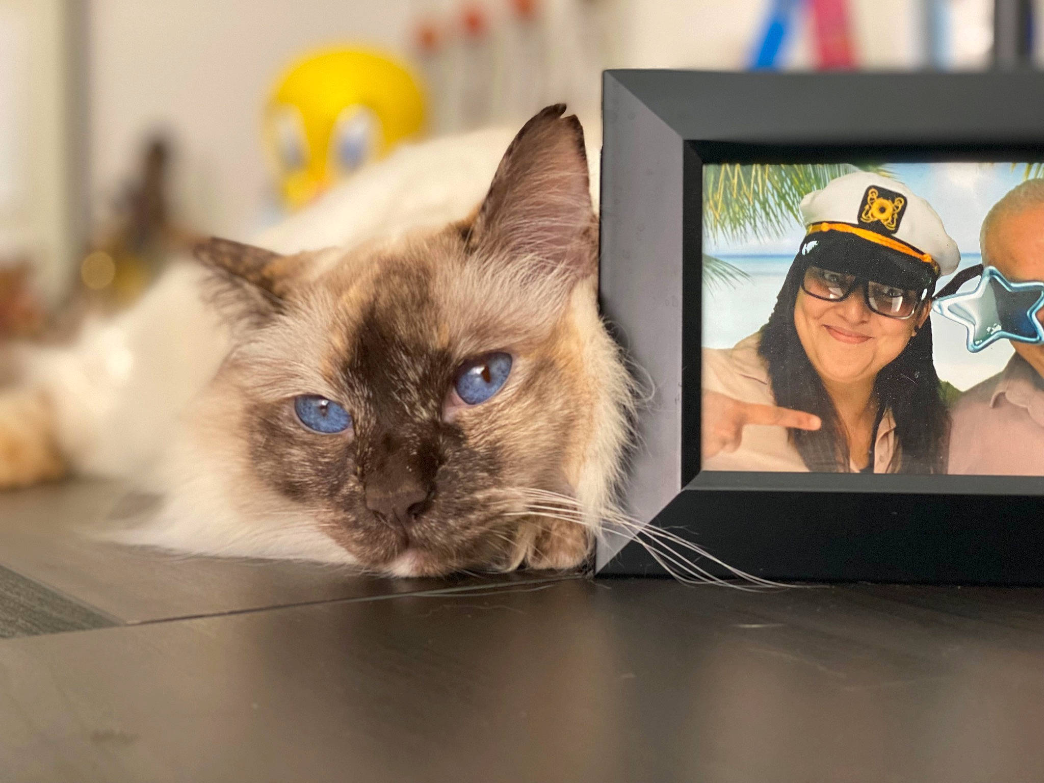 Risi joined the competition — help win amazing prizes! box, carnivore, cat, computer, domestic_short_haired_cat, eyewear, fashion_accessory, fawn, felidae, fur, gadget, goggles, output_device, paw, small_to_medium_sized_cats, sunglasses, thai, tonkinese, vision_care, whiskers