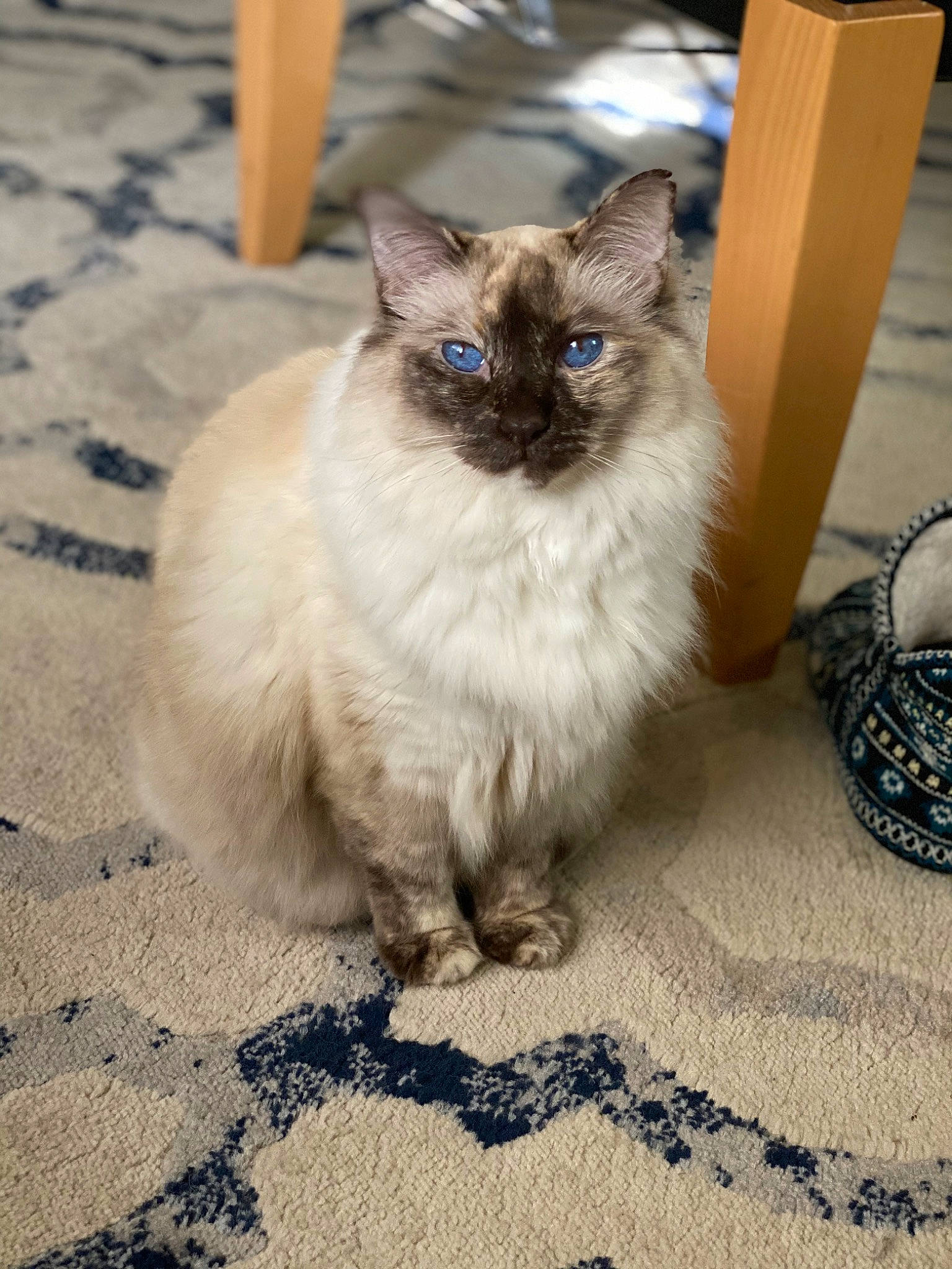 Risi is registered to the contest to win money with this photo: balinese, birman, carnivore, cat, fawn, felidae, flooring, fur, iris, ragdoll, road_surface, siamese, sitting, small_to_medium_sized_cats, snout, tail, thai, tonkinese, whiskers, wood