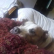 Lulu joined the competition — help win amazing prizes! dog, sleeping, lying_down, upside_down, indoors, bed, blanket, burgundy, white, relaxed,  nap, resting, pet, animal, close_up, portrait, bedroom, cozy, soft, funny