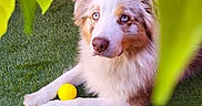 Savana a rejoint le concours — aidez-le/la à gagner de superbes lots ! dog, puppy, blue_eyes, fluffy, white_fur, brown_fur, lying_down, grass, yellow_ball, leaves, outdoor, garden, pet, cute, portrait, animal, nature, playful, collie, close_up