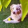 dog, puppy, blue_eyes, fluffy, white_fur, brown_fur, lying_down, grass, yellow_ball, leaves, outdoor, garden, pet, cute, portrait, animal, nature, playful, collie, close_up