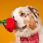 Savana a rejoint le concours — aidez-le/la à gagner de superbes lots ! dog, puppy, australian_shepherd, flower, rose, red_rose, bandana, paisley, fluffy, fur, blue_eyes, portrait, close_up, studio, orange_background, romantic, pet, animal, colorful, photography