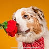 dog, puppy, australian_shepherd, flower, rose, red_rose, bandana, paisley, fluffy, fur, blue_eyes, portrait, close_up, studio, orange_background, romantic, pet, animal, colorful, photography