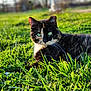 cat, tortoiseshell_cat, green_eyes, grass, outdoor, nature, sunlight, animal, pet, feline, mammal, relaxing, field, closeup, portrait, whiskers, daylight, beautiful, fur, wildlife