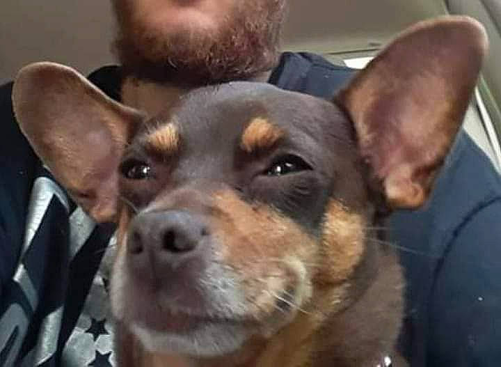 Lala is registered to the contest to win money with this photo: beard, bored, canidae, carnivore, companion_dog, dog, dog_breed, ear, fawn, fur, jaw, photography, sharing, snout, sporting_group, terrestrial_animal, toy_dog, whiskers, working_animal, working_dog