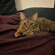 Bmo joined the competition — help win amazing prizes! animal, blanket, cat, closeup, comfortable, couch, curious, cute, ears, feline, fur, home, indoor, mammal, pet, relaxed, resting, soft, tabby_cat, whiskers