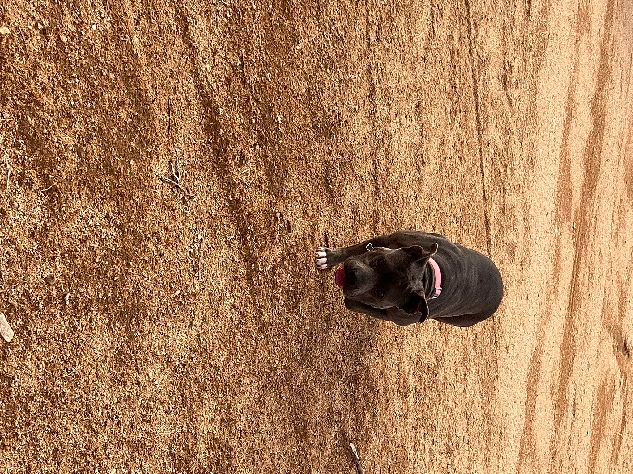 Loca is registered to the contest to win money with this photo: aeolian_landform, automotive_tire, fawn, field, flooring, fun, fur, grass, hardwood, landscape, pattern, plant, recreation, sand, shadow, soil, sunglasses, tints_and_shades, wildlife, wood