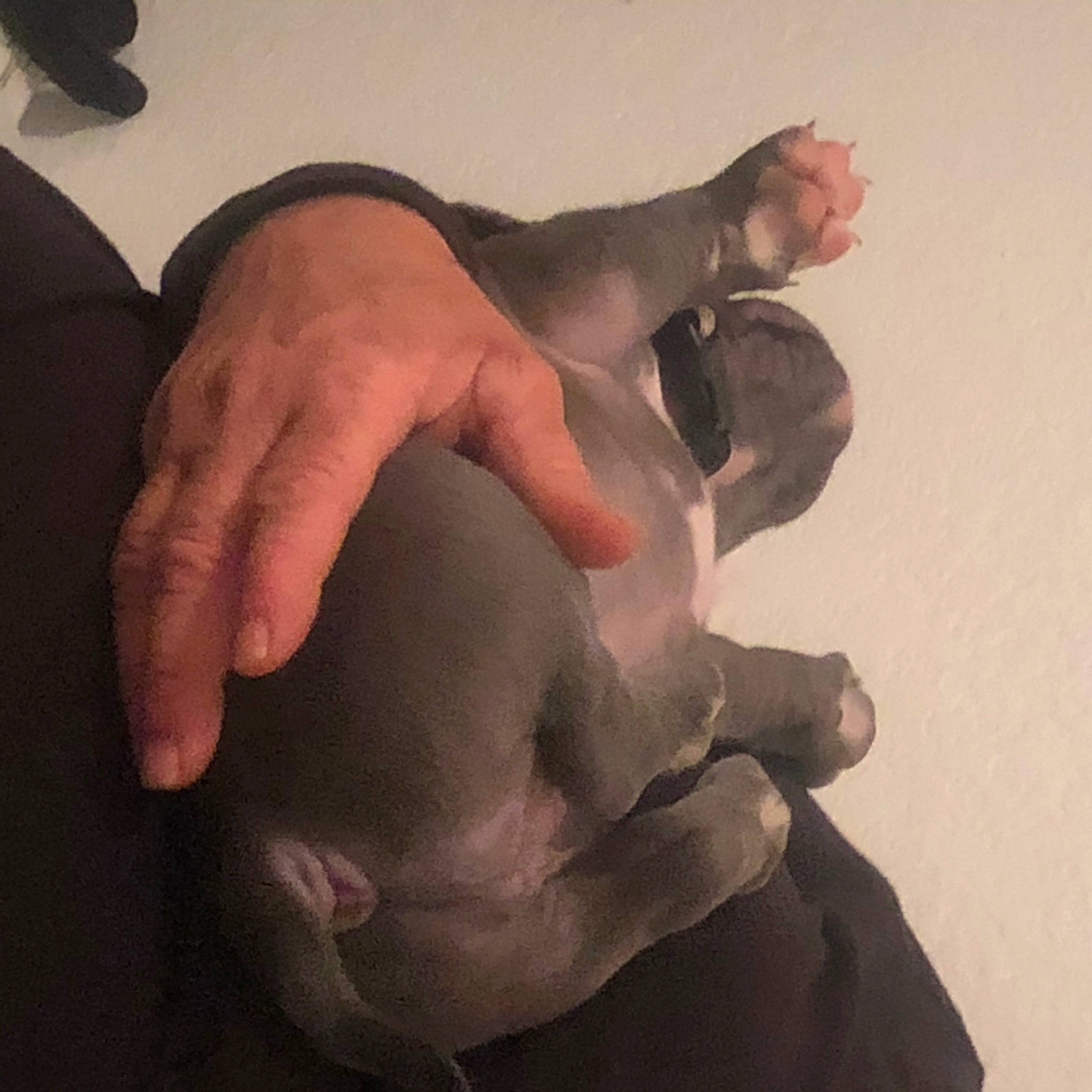 Loca joined the competition — help win amazing prizes! abdomen, chest, chin, comfort, ear, elbow, gesture, head, human_body, jaw, knee, leg, nail, neck, nose, shoulder, stomach, thumb, trunk, wrist