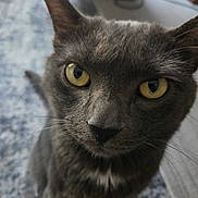 Loki joined the competition — help win amazing prizes! cat, gray_cat, pet, animal, feline, close_up, portrait, golden_eyes, green_eyes, whiskers, ears, fur, short_hair, staring, alert, indoor, bedroom, bedding, cozy, photography